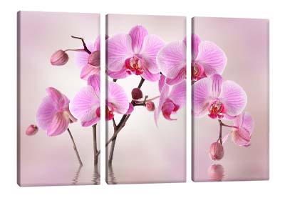 5D картина  «Розовая орхидея»