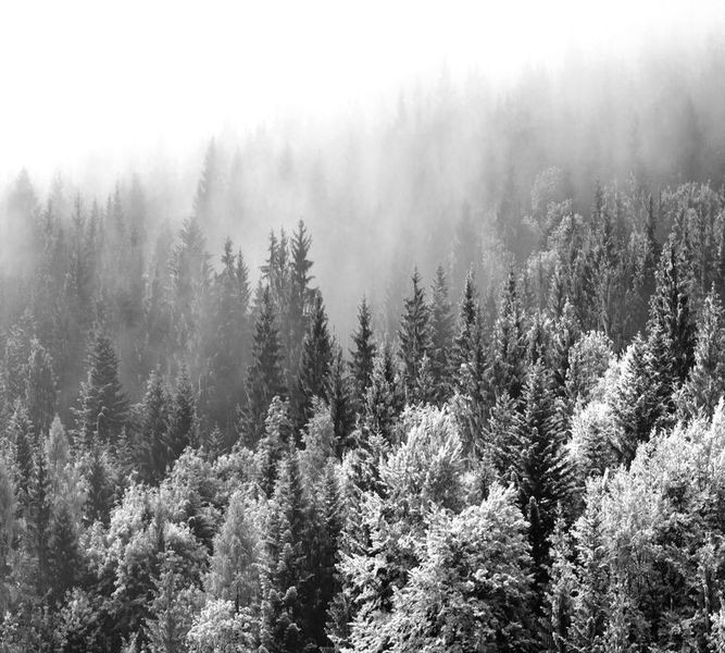 Шторы для ванной «Заснеженный туманный лес» вид 8