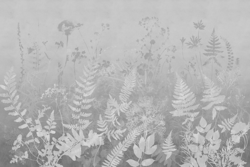 3D Фотообои 3D Фотообои «Светлый гербарий полевых растений в серых тонах»