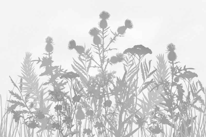 3D Фотообои 3D Фотообои «Светлые полевые растения»