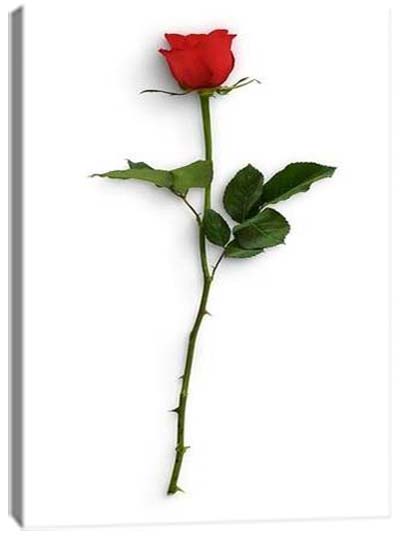 5D картина «Красные розы. Арт 3»