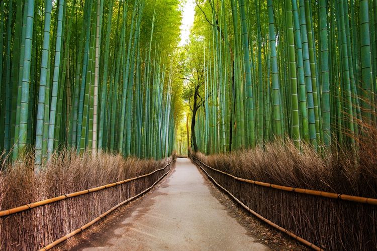 3D фотообои 5D картина «Бамбуковый лес» вид 1