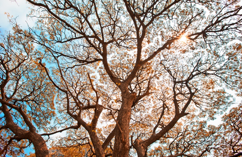 3D Ковер «Ветви осеннего дерева»  