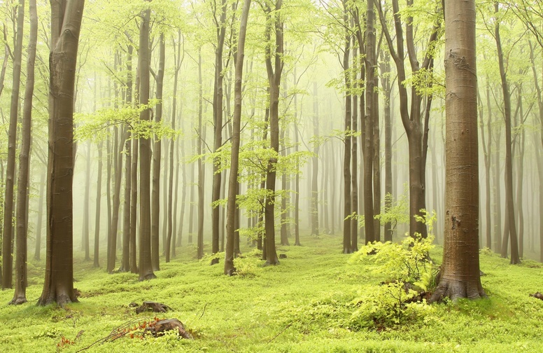 3D Ковер «Лес в рассветном тумане» 