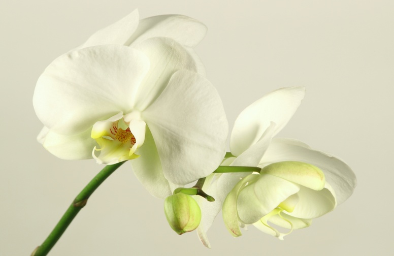 3D Ковер «Бело-желтые орхидеи»