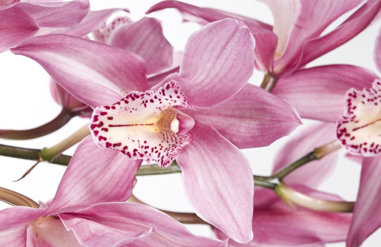 3D Ковер «Нежные орхидеи»