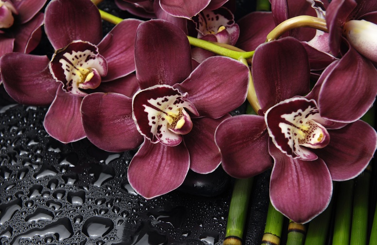 3D Ковер «Орхидеи и капли воды»