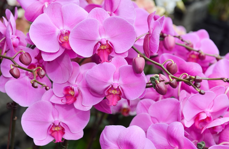 3D Ковер «Изобилие фиолетовых орхидей»