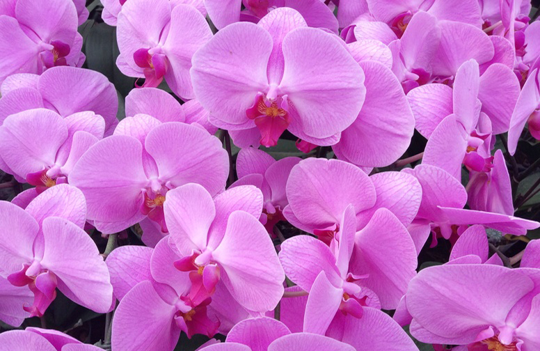 3D Ковер «Цветки орхидеи»