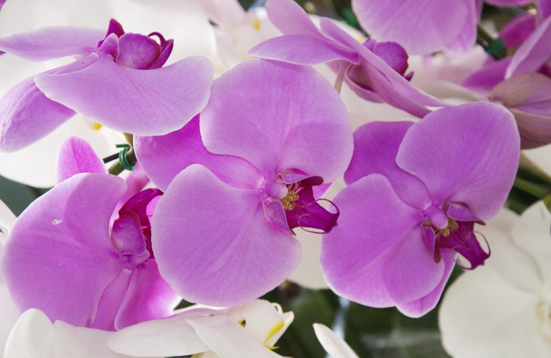 3D Ковер «Цветущие орхидеи »