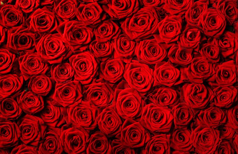 3D Ковер «Миллион алых роз»