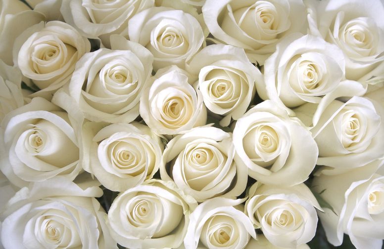 3D Ковер «Нежные белые розы»