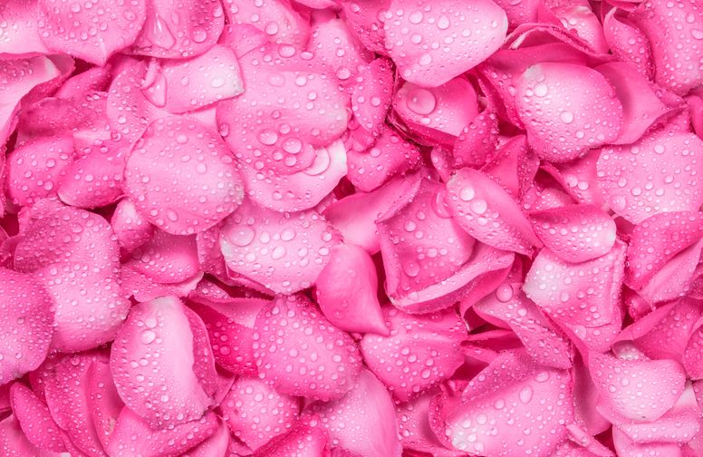 3D Ковер «Розовые лепестки в росе»