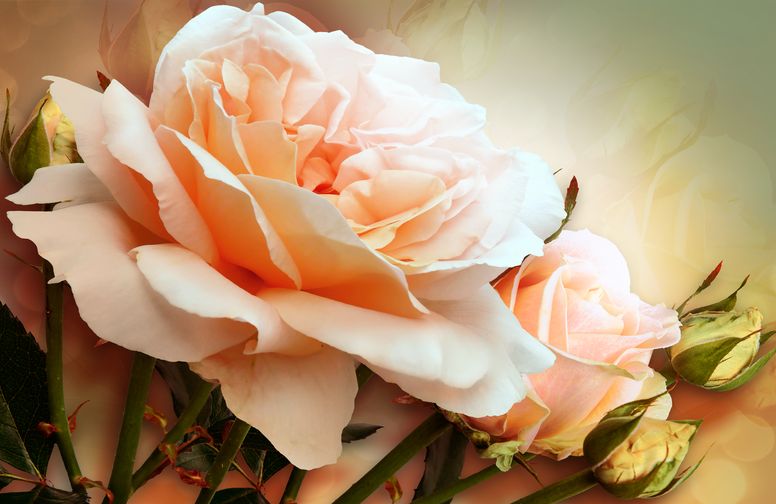 3D Ковер «Персиковая роза»