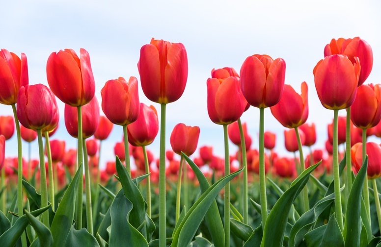 3D Ковер «Красные тюльпаны в поле»