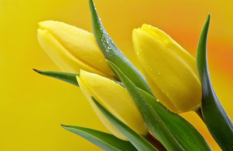 3D Ковер «Желтые тюльпаны в каплях росы»