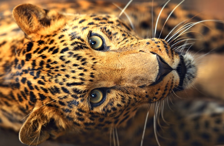 3D Ковер «Леопард портрет»