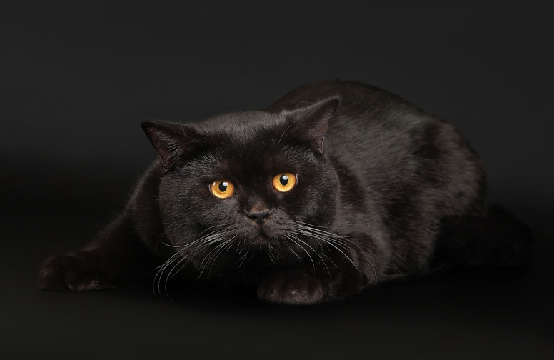 3D Ковер «Чёрный кот»
