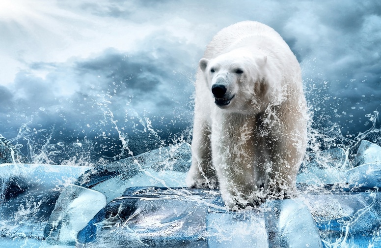 3D Ковер «Белый медведь в ледяных брызгах»