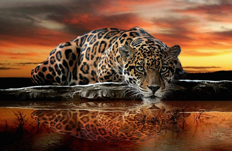 3D Ковер «Леопард на водопое»