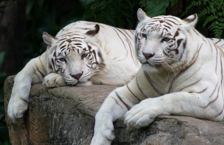 3D Ковер «Пара белых тигров»