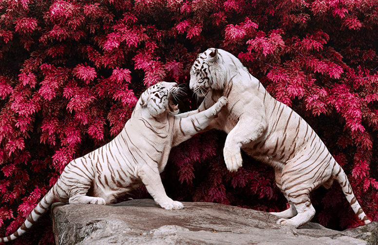 3D Ковер «Белые тигры в красном лесу»