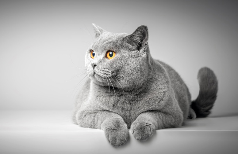 3D Ковер «Серый кот»