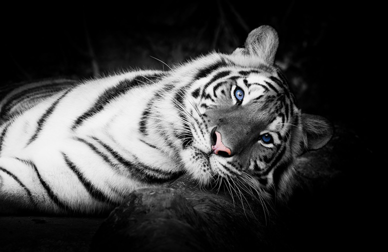 3D Ковер «Голубоглазый тигр»