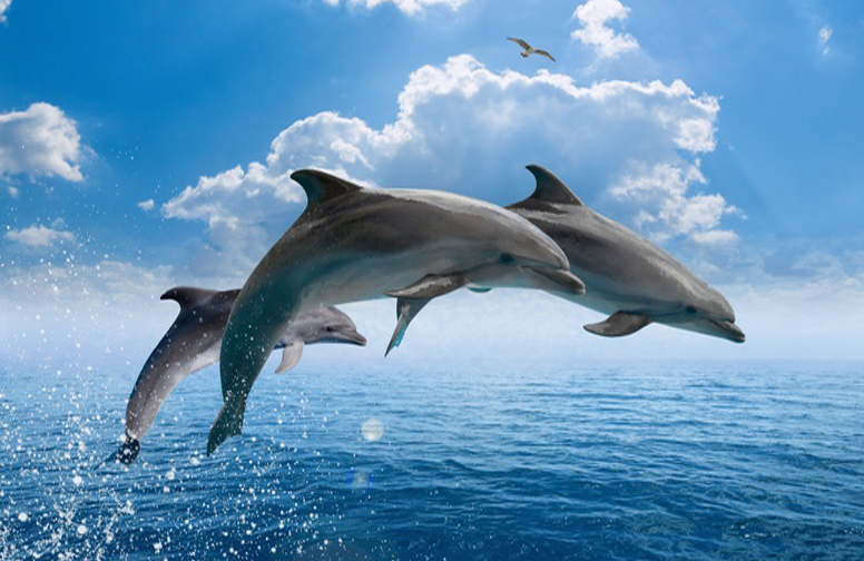 3D Ковер «Дельфины в прыжке»