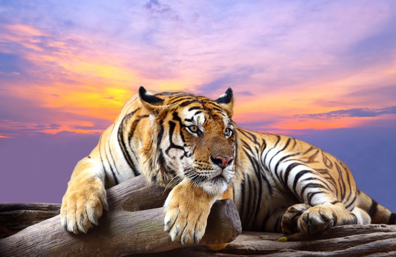 3D Ковер «Бенгальский тигр»