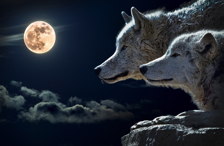 3D Ковер «Белые волки под луной»