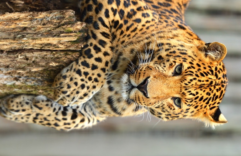 3D Ковер «Спокойный леопард»