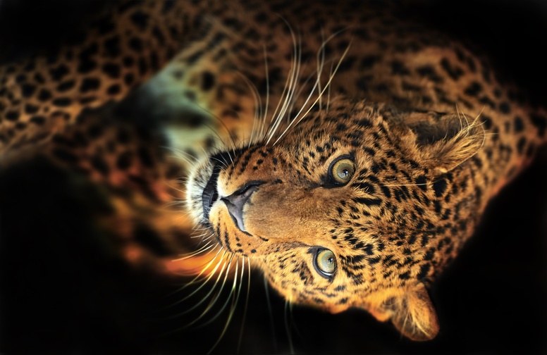 3D Ковер «Взгляд леопарда»