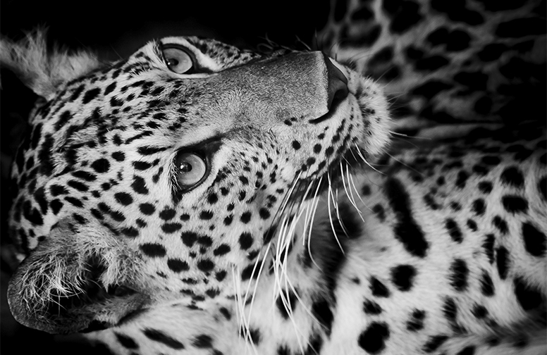 3D Ковер «Леопард в черно-белых тонах»