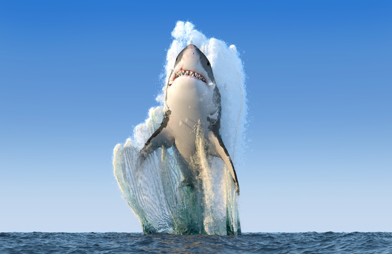 3D Ковер «Прыжок акулы»