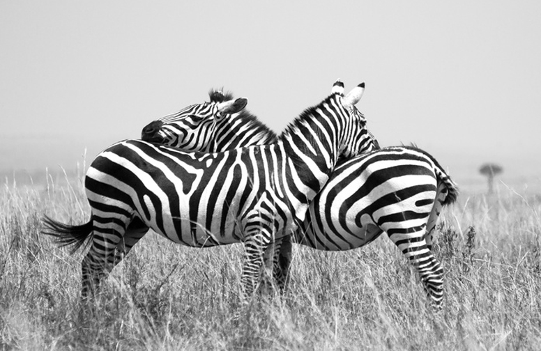 3D Ковер «Влюбленные зебры»