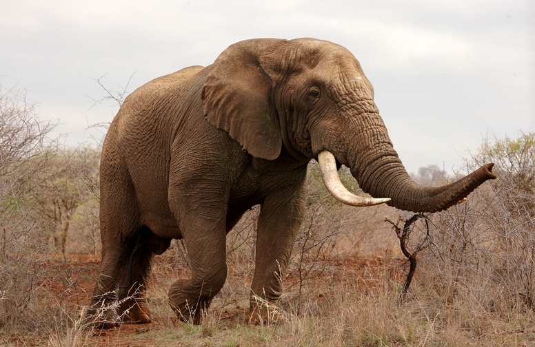 3D Ковер «Слон на прогулке»