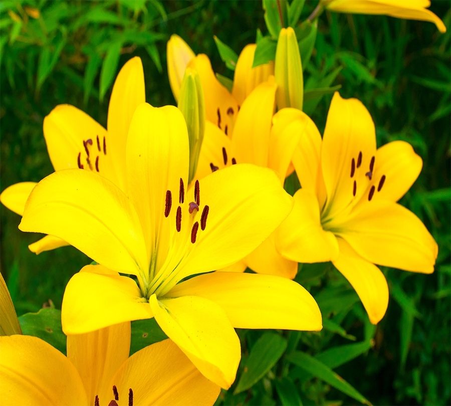 3D Фотообои Фотошторы «Яркие желтые лилии »