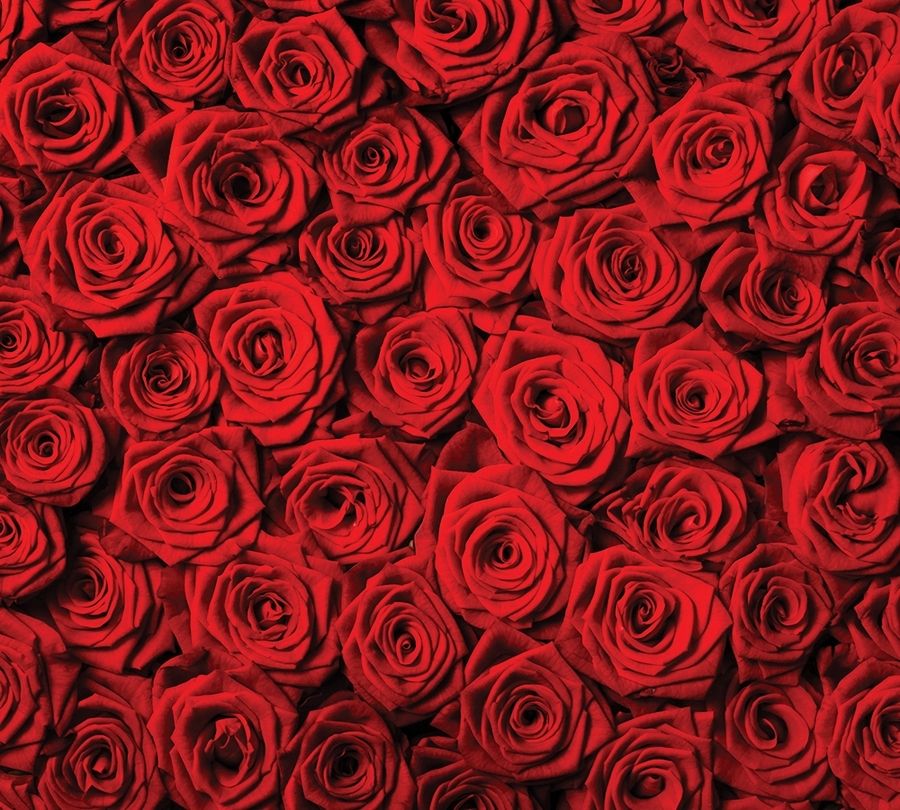 Фотошторы «Миллион алых роз» вид 1