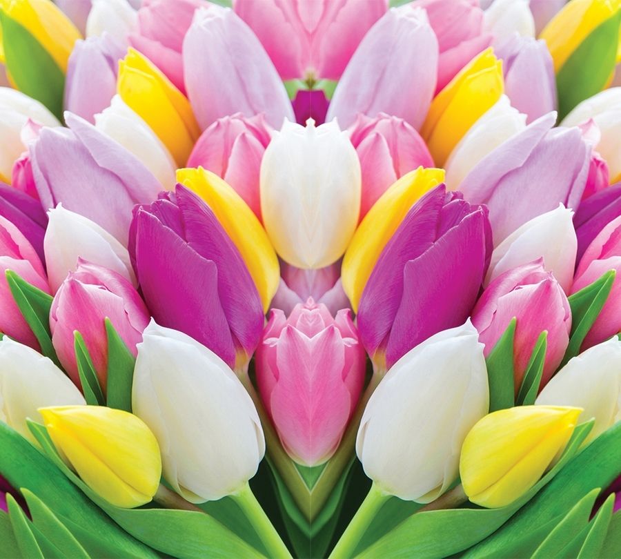 3D Фотообои Фотошторы «Разнообразие тюльпанов»