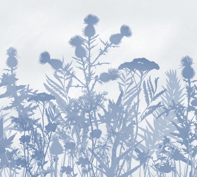 3D Фотообои Фотошторы «Светлые полевые растения в холодных тонах»