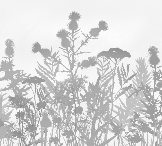 3D Фотообои Фотошторы «Светлые полевые растения»