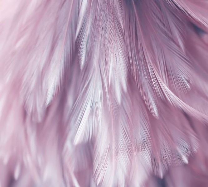 3D Фотообои Фотошторы «Розовая нежность»