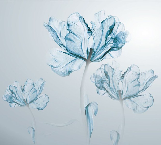 3D Фотообои Фотошторы «Облачные тюльпаны»