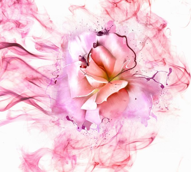3D Фотообои Фотошторы «Перламутровая роза в розовой дымке»