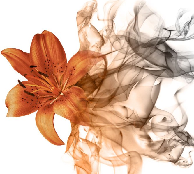 3D Фотообои Фотошторы «Огненная лилия»