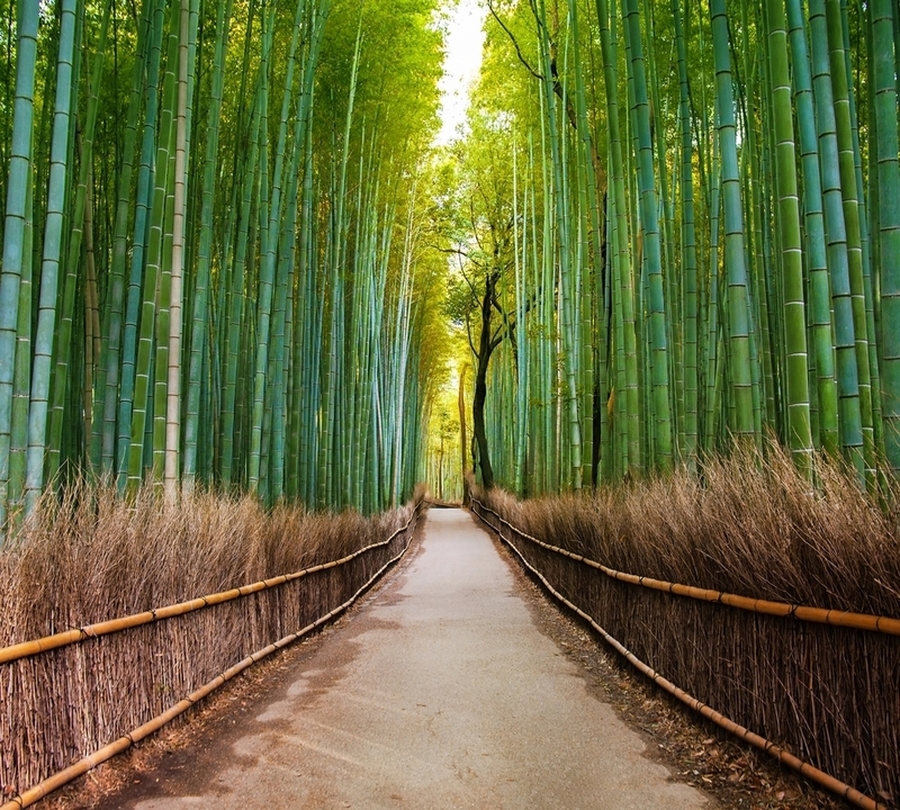 Фотошторы «Дорога через бамбук» вид 1