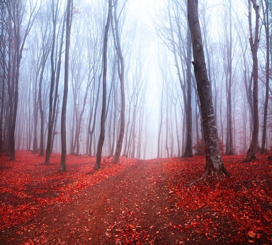 Фотошторы «Осенний лес в тумане» вид 1
