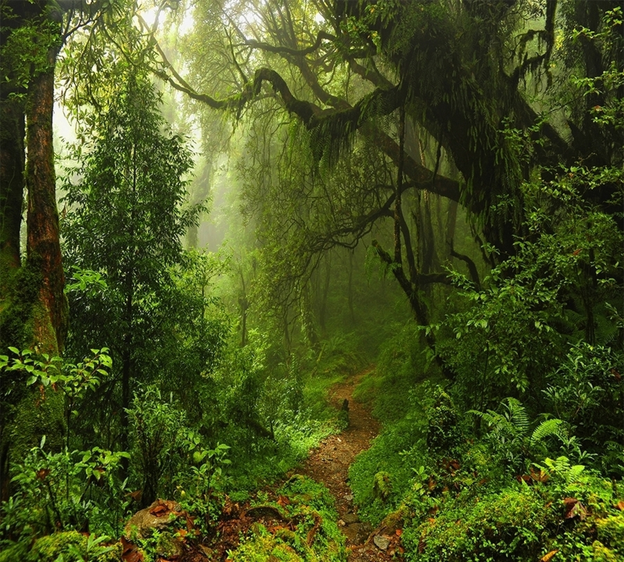 Фотошторы «Тропический лес» вид 1