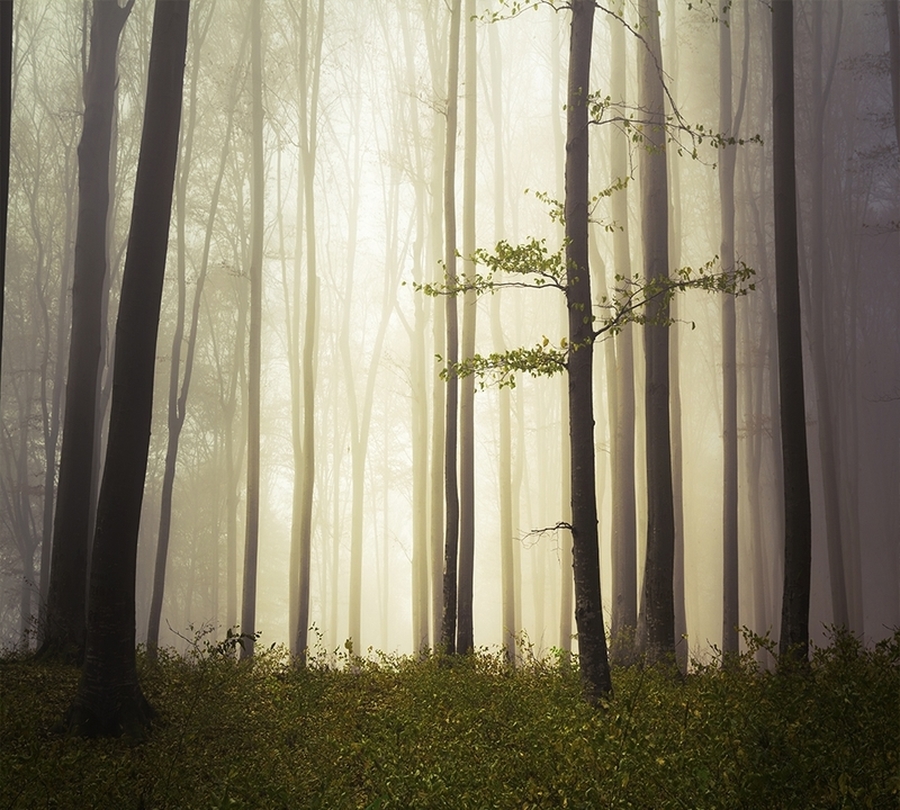 3D фотообои Фотошторы «Туман в мистическом лесу» вид 1